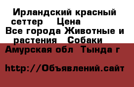 Ирландский красный сеттер. › Цена ­ 30 000 - Все города Животные и растения » Собаки   . Амурская обл.,Тында г.